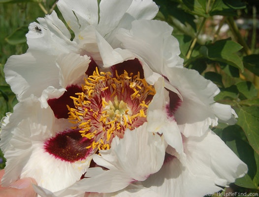 'Rock's US' peony photo