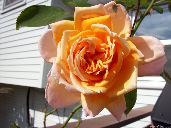 'Bronze Masterpiece' rose photo