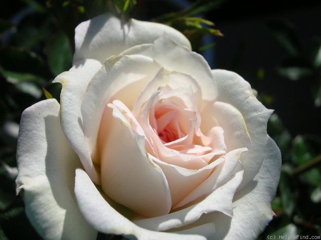 'Bridal Sunblaze ®' rose photo