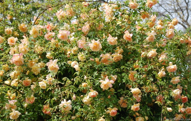 'Fortune's Double Yellow ' Rose Photo