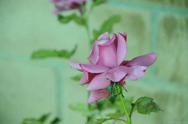 'Brite Blue' rose photo
