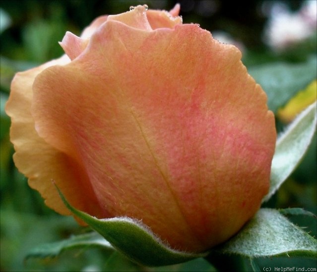 'Moth' rose photo