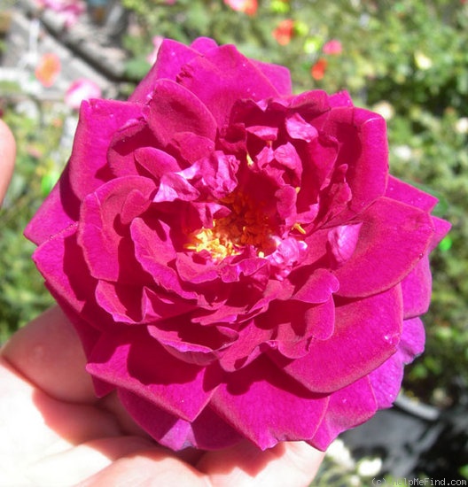 'CHXPB' rose photo