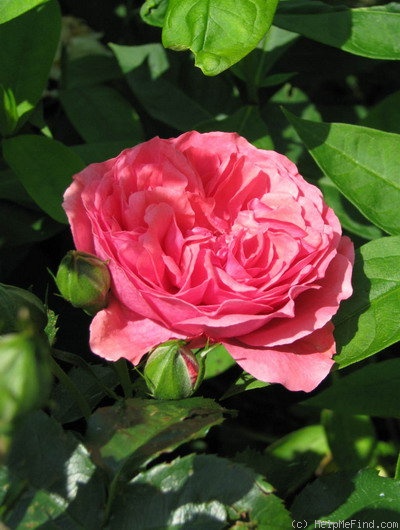 'Rosarium Uetersen' rose photo