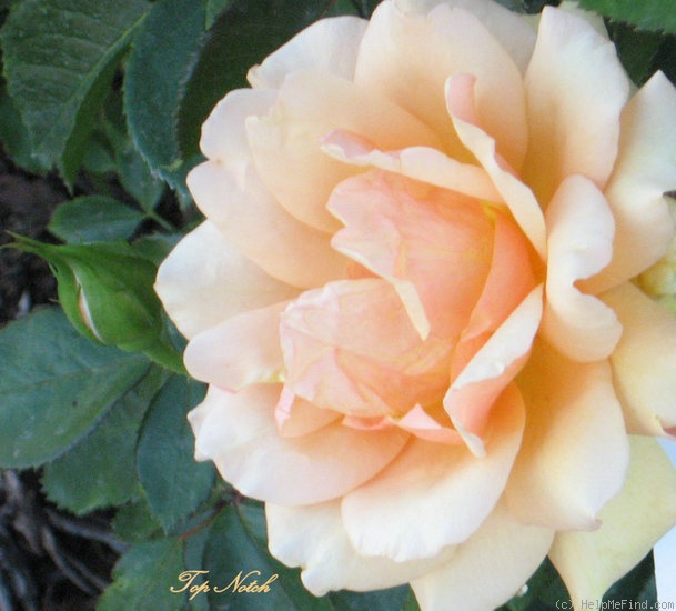 'Top Notch ™' rose photo