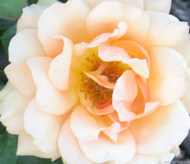 'Top Notch ™' rose photo