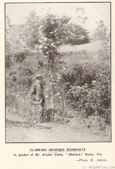 'Georges Schwartz Climbing' rose photo
