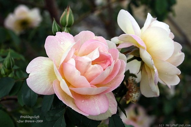 'Frühlingsduft (Hybrid Spinossima, Kordes, 1949)' rose photo