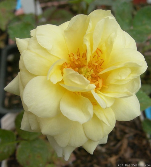 'ARBXGOBDOB' rose photo