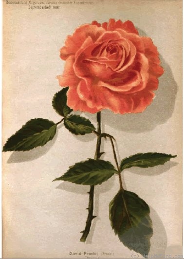 'David Pradel' rose photo