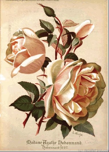 'Madame Agathe Nabonnand' rose photo