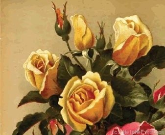 'Gustave Régis' rose photo
