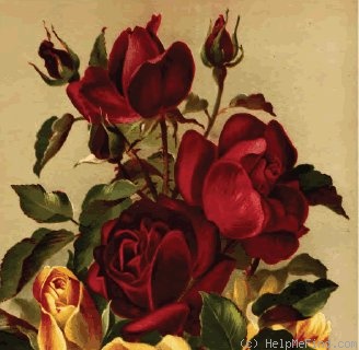 'Marquise de Salisbury (hybrid tea, Pernet, 1890)' rose photo