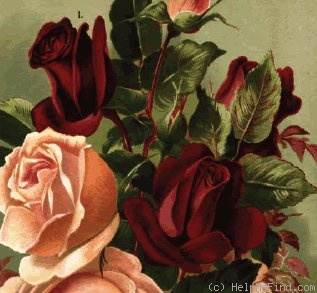'Francis Dubreuil (Tea, Dubreuil, 1894)' rose photo