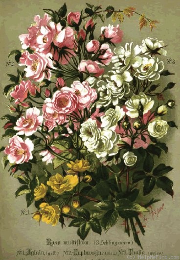'Thalia (rambler, Schmitt, 1892)' rose photo