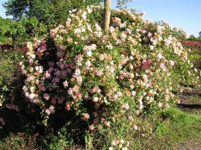 'Phyllis Bide (Polyantha Cl, Bide, 1923)' rose photo