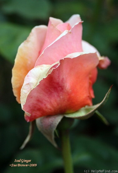 'Iced Ginger' rose photo