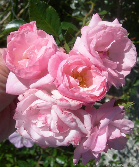 'Fresh Pink (miniature, Moore 1964)' rose photo