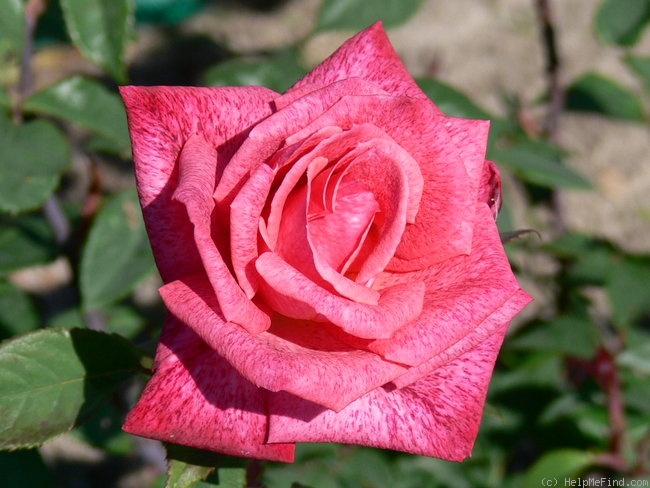 'Pierre Cardin ®' rose photo