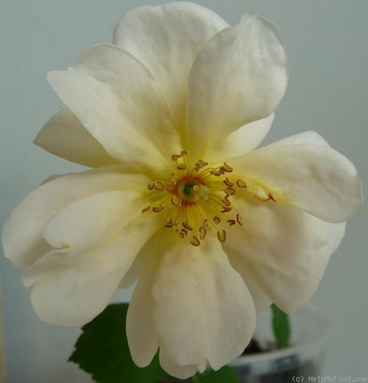 'Elegante Edith' rose photo