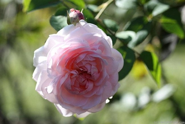 'Eglantyne' rose photo