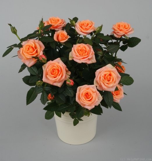 'Aprikola Kordana ®' rose photo