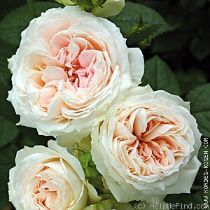 'Blush Flower Circus ®' rose photo