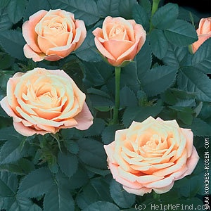 'Bonanza Kordana ®' rose photo