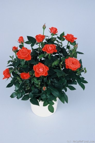 'Calibra Kordana ®' rose photo