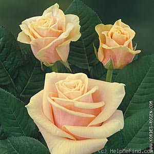 'Chantelle ®' rose photo