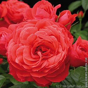 'Coral Flower Circus®' rose photo