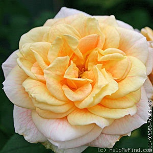 'Corinna Flower Circus®' rose photo
