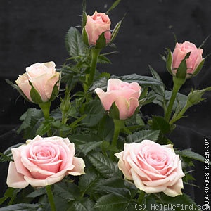 'Daisy Kordana ®' rose photo