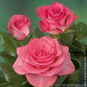 'Dekora ®' rose photo