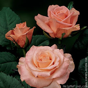 'KORmiller' rose photo