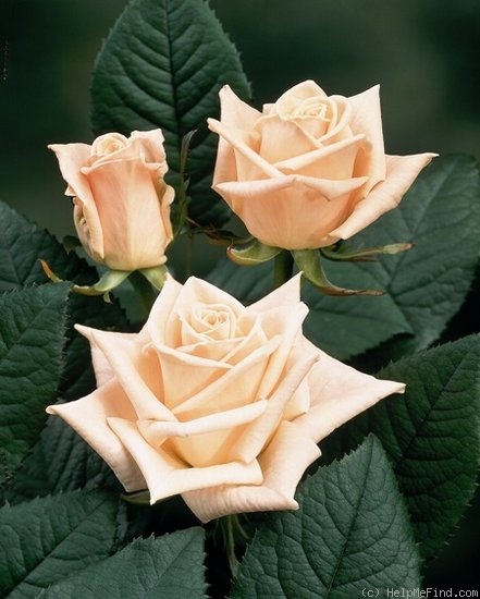 'Esther ® (Florist rose, Kordes)' rose photo