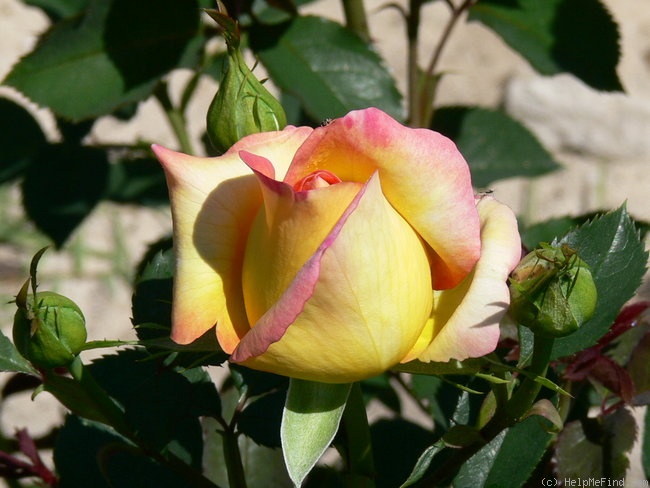 'Jean Piat ®' rose photo