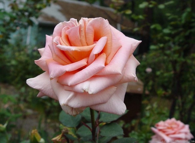 'Worthwhile' rose photo