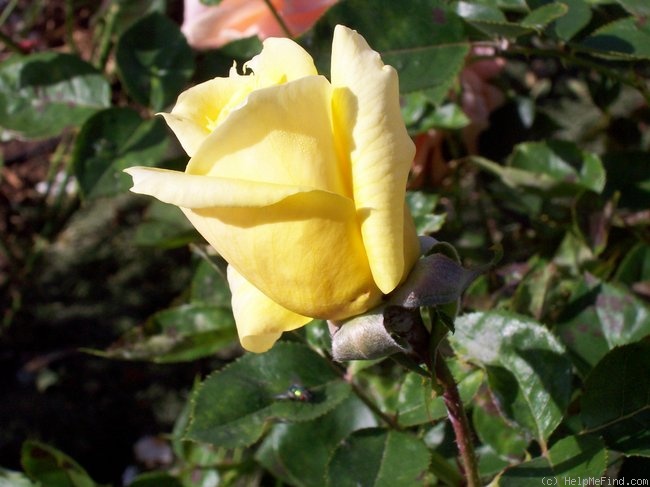 'King's Ransom' rose photo