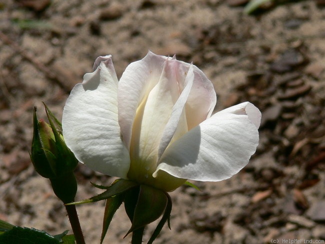 'Tchaikovsky ®' rose photo