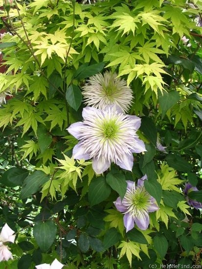 'Crystal Fountain' clematis photo