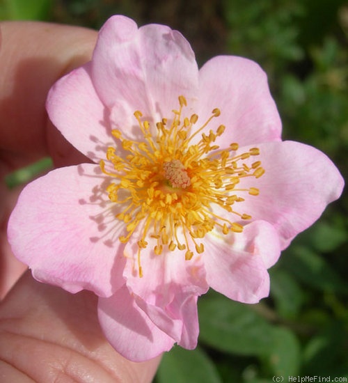 '92-06-02' rose photo