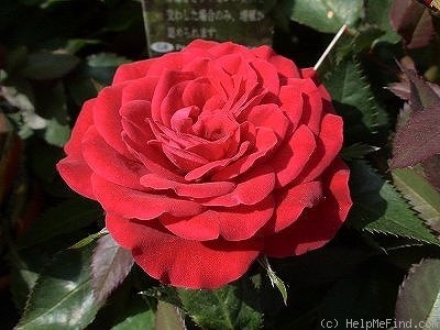 'Amore Kordana ®' rose photo