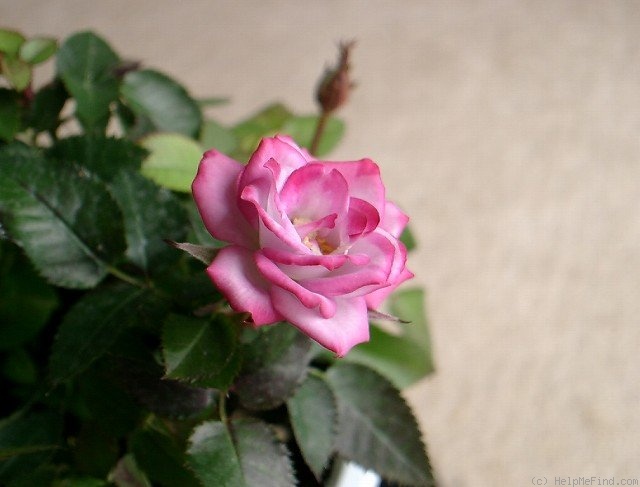 'Lavender Kordana ®' rose photo