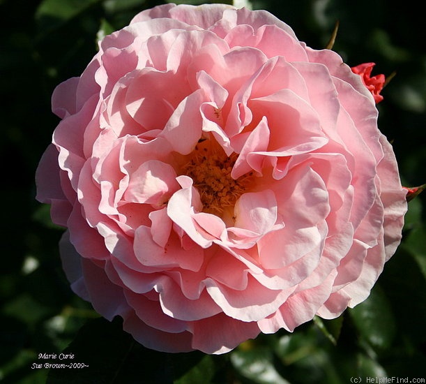 'Marie Curie ® (floribunda, Meilland 1997)' rose photo