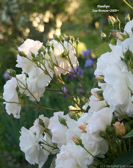 'Penelope (hybrid musk, Pemberton 1924)' rose photo