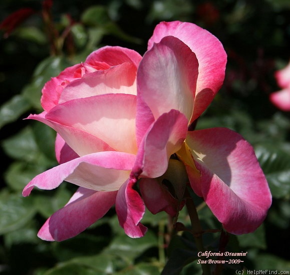 'California Dreamin' ™' rose photo