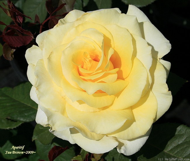 'Aperitif ® (hybrid tea, McGredy 1988)' rose photo
