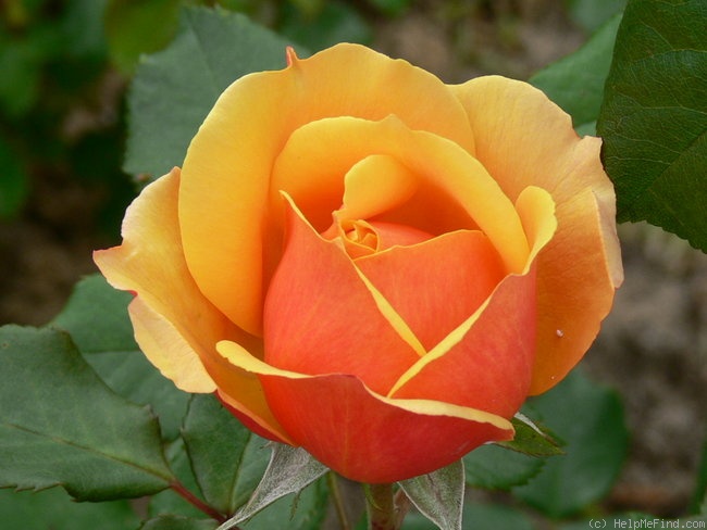'Pride of Cheshire' rose photo