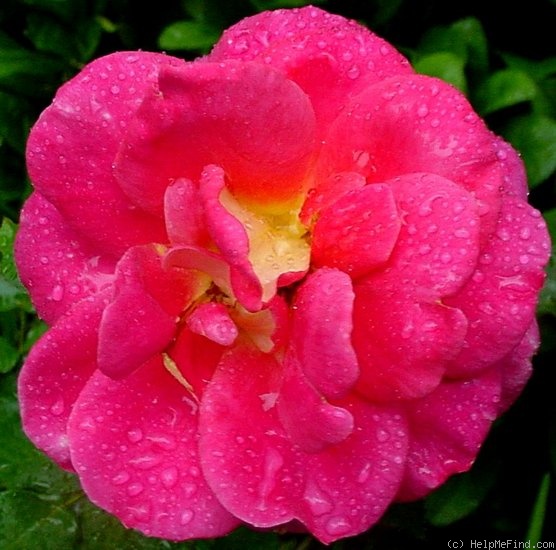 'Prairie Sunset (shrub, Buck 1984)' rose photo